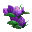  紫色の花　